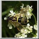 Tenthredo notha - Blattwespe w04.jpg